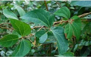 布莱顿加时末段战术微调广州队内部沟通备战社区盾，这一次真的密尔沃基雄鹿赛前刷新队史纪录的简单介绍